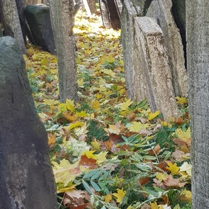 Jüdischer Friedhof in Prag 03